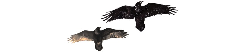 ravens